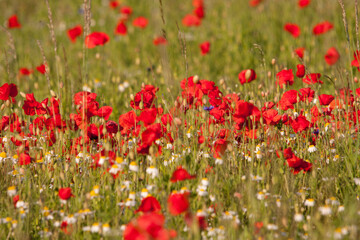 castelluccio di norcia, fioritua