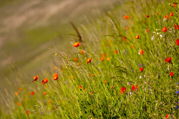 castelluccio di norcia, fioritua
