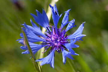 castelluccio di norcia, fioritua