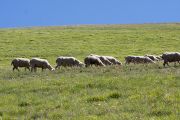 castelluccio di norcia, fioritua