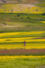 Naklejka premium castelluccio di norcia, fioritua