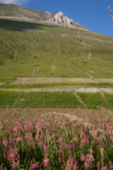 Obraz premium Castelluccio di Norcia, fioritua