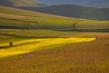 Obraz premium Castelluccio di Norcia, fioritua
