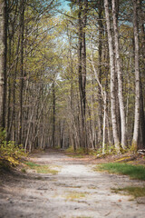 County park walking trail 