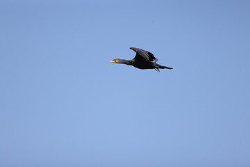 bird in flight