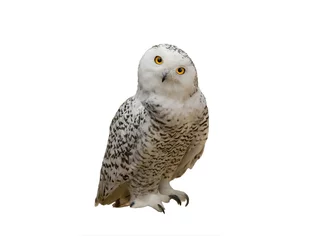 Wall murals Snowy owl snowy owl isolated on white background