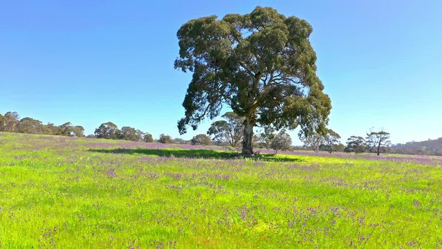 Big eucalyptus tree on green pasture in rural Australia