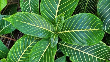 close up of a leaf