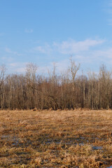 Bare Trees Under a Blue Sky with a Brown Swampy Field in the Foreground