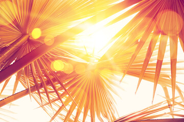 Copy space of silhouette tropical palm tree on sunset sky with bokeh light leak abstract...