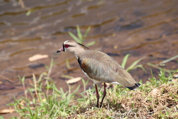 Beautiful bird 