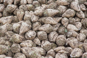 Fototapeta na wymiar Eco-farming or renewable bio energy production: Sugar beets on the field-cattle food or raw material for bio gas production, fuel, heat use, electricity or bio based synthetic materials and textiles?