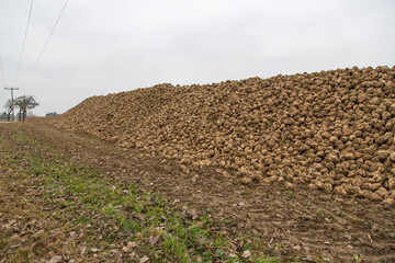Eco-farming or renewable bio energy production: Sugar beets on the field-cattle food or raw...