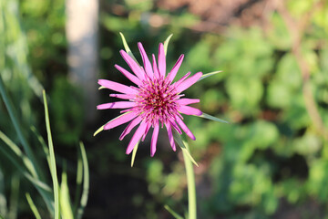 Tragopogon porrifolius is a medicinal herb that is used in the treatment of diseases of the gallbladder, liver, or urinary tract. It is also used as a vegetable.