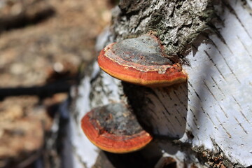mushroom