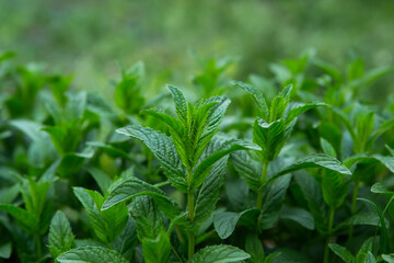Photo of peppermint growing in the garden. Leaves of peppermint herb in natural conditions © Viktoriya
