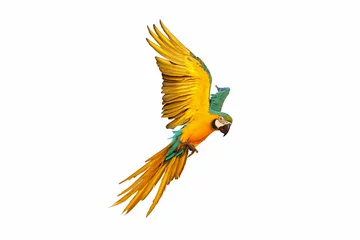 Fototapeten Colorful macaw parrot flying isolated on white. © Passakorn
