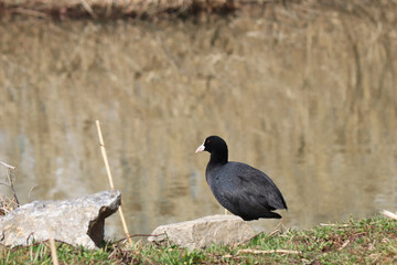 Obraz premium bird, common coot