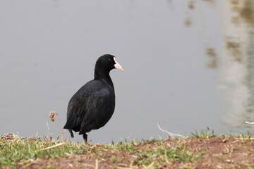 bird, common coot