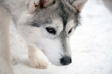 muzzle of a husky breed dog puppy close-up. the puppy has lowered his head down and is sniffing the snow.