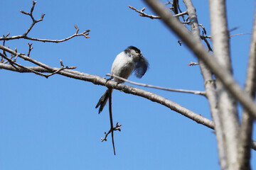 long tailed tit