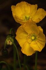 Obraz premium Yellow Poppy