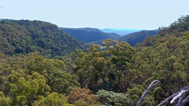 Rainforest of Queensland Australia. High trees of Kondalilla national park