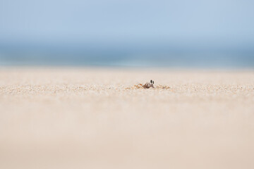 crab on the beach