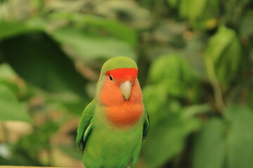 AVE EN LA NATURALEZA