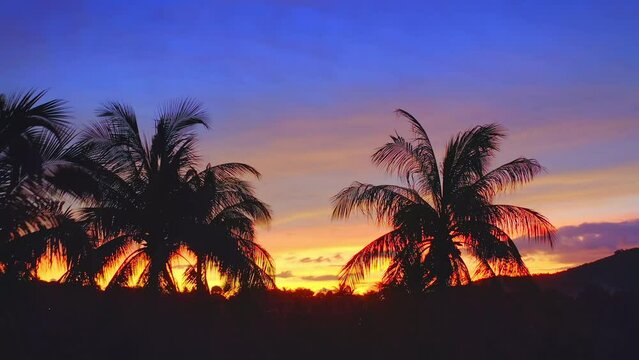 Silhouettes of coconut palm trees at sunset on tropical island. Vivid sky aerial