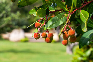 berries on a branch