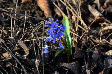 Blooming Scilla bifolia among the last year's foliage