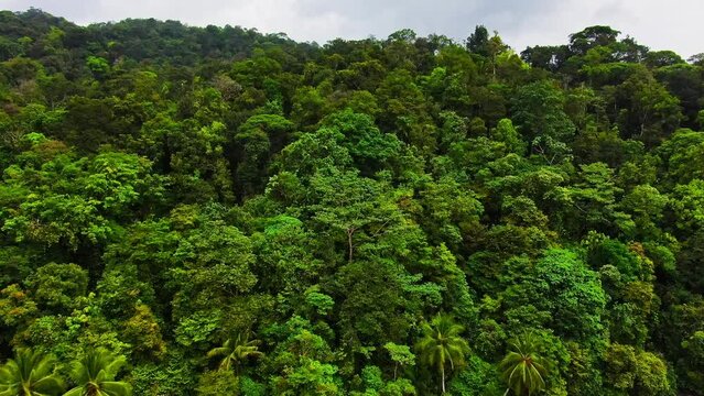 Aerial View Of Lush Green Tropical Jungle Rainforest Trees.