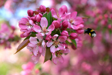 Pink cherry blossom flowers, selective focus, bokeh, flying bumblebee.