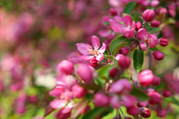 Fototapeta na wymiar Pink cherry blossom flowers and buds, selective focus.