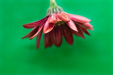 red gerber daisy on green background