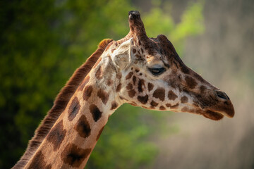 Obraz premium The head of a giraffe in the zoo of gelsenkirchen