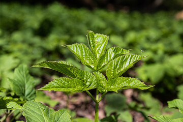 close up of green leaves