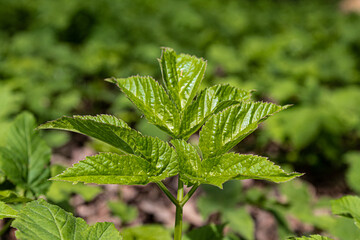 close up of a green plant in the nature