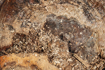 texture of a tree