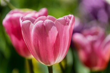 Pink Tulips 