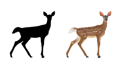 Fototapeta na wymiar Spotted Deer with silhouette