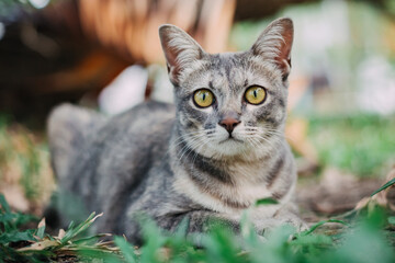 gray cute cat in nature looking at camera