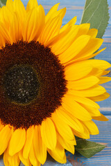 Beautiful and vibrant sunflower. Decoration and summer time