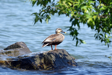 琵琶湖の鴨
