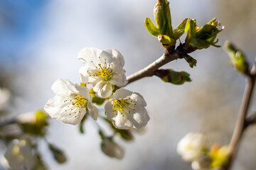 cherry blossoms in bloom on a branch, sunny spring day with blue sky, close-up view