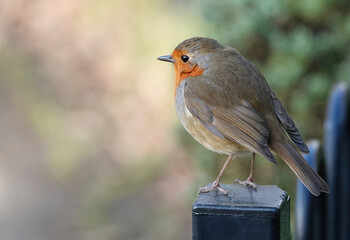 A gorgeous shot of a European robin perching on a fence against a defocused background. 