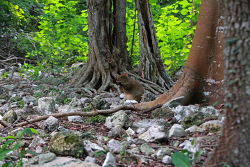 Fototapeta premium Central American agouti in Yucatan Peninsula, Mexico