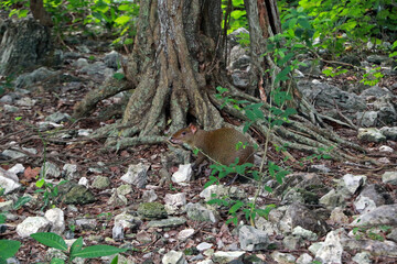 Central American agouti in Yucatan Peninsula, Mexico