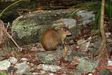 Obraz premium Central American agouti in Yucatan Peninsula, Mexico